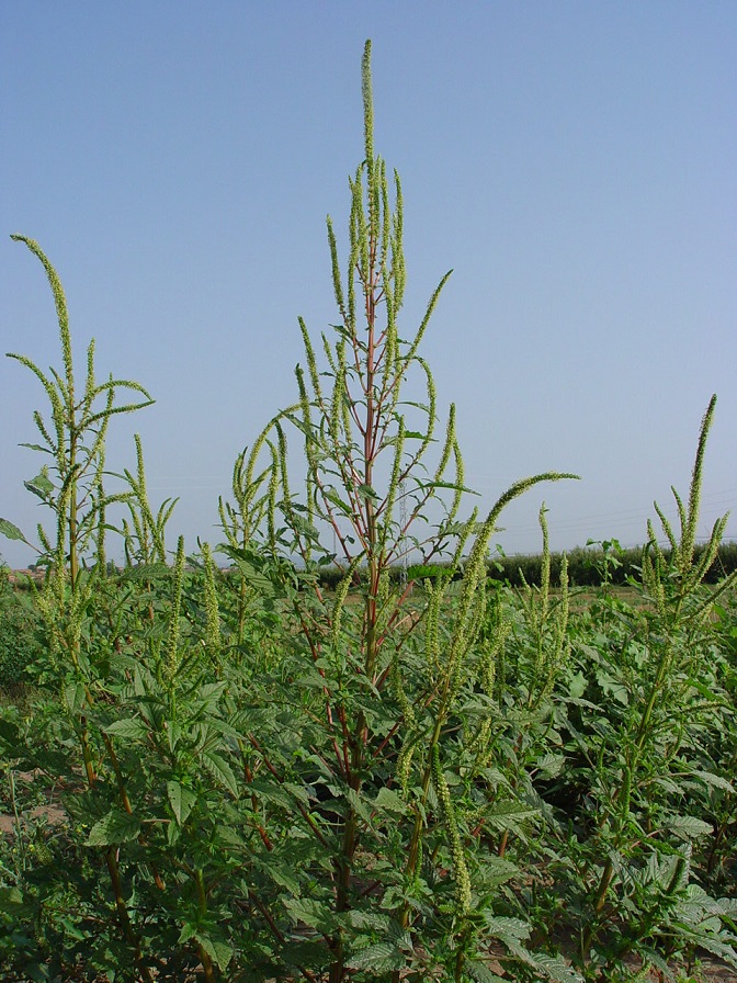 Fig.-1-Amaranthus-palmeri