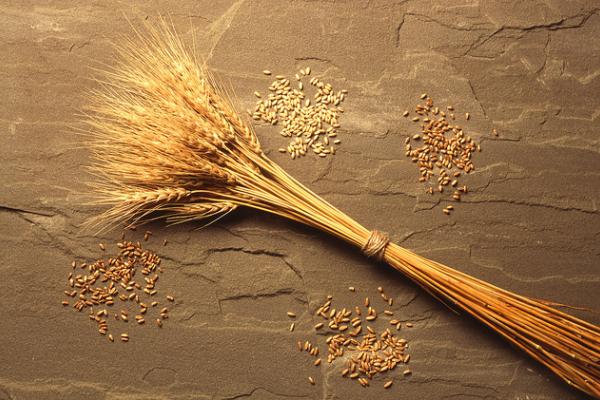 Wheat 4, USDA Scott Bauer